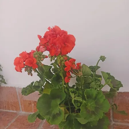 La Terrazza Delle Fate Guest house