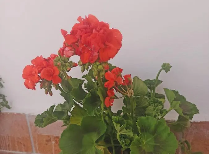 La Terrazza Delle Fate Konukevi
